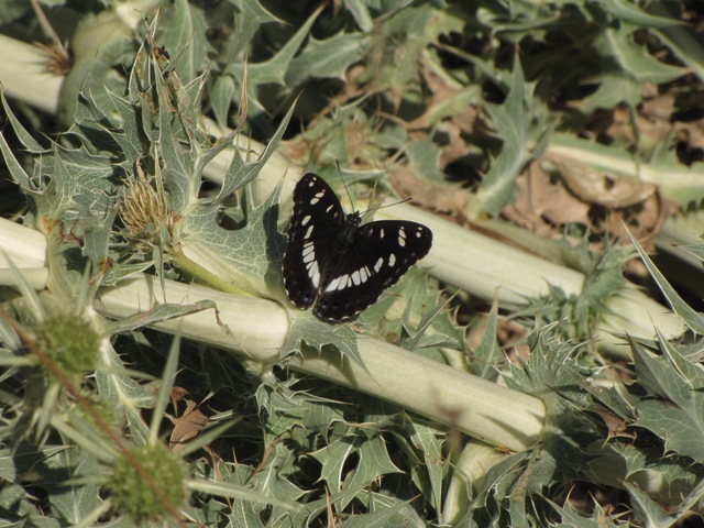 Limenitis reducta?